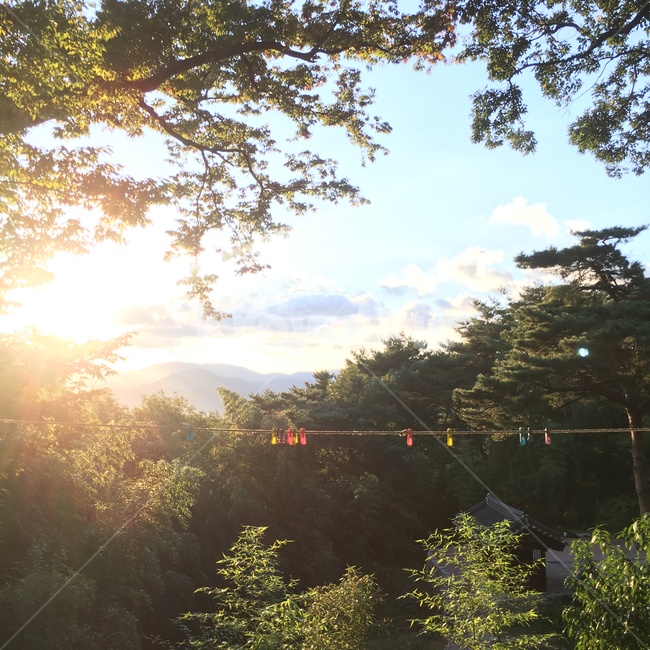 풍경,노을,빨랫줄,숲,맑은,하늘,자연,풍경,nature,landscape,flare,플레어,light,빛,tree,나무,plant,식물