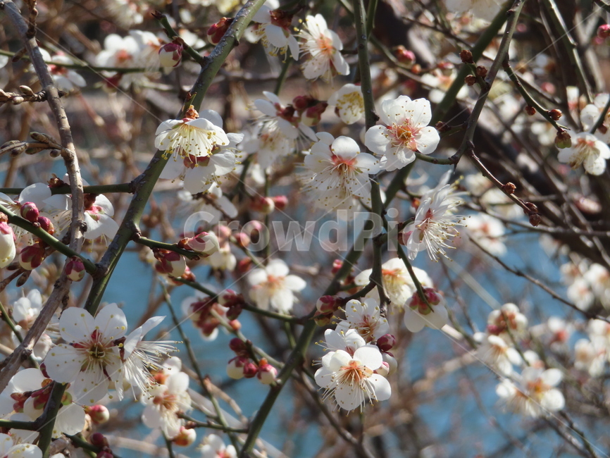 피어나다,꽃,분홍색,흰색,아름다움,식물,공원,귀여운,벚꽃,comeout,flowers,pink,white,beautiful,plants,parks,pretty,cherryblossoms