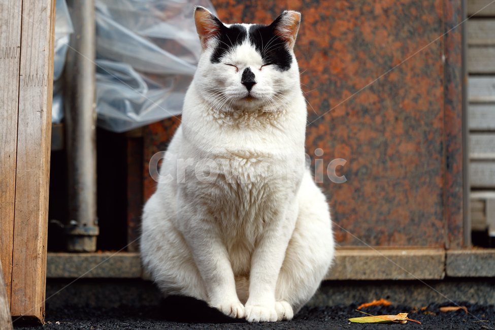 고양이,길냥이,명상,생각,집중,침착,정숙,평온,공손,길고양이,야옹이,냐옹이,유기묘,반려묘,애완동물,반려동물,야생동물,떠돌이,캣,펫,동물,animal,포유류,mammal,고양이,cat,kitten,kitty