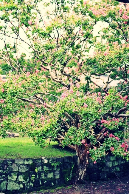 꽃,나무,봄꽃,안동,사찰내,싱그러움,연두,연두색,어지러움,봄,계절,spring,season,식물,자연,plants,nature,꽃,flower,plant,tree,tree trunk,나무 줄기