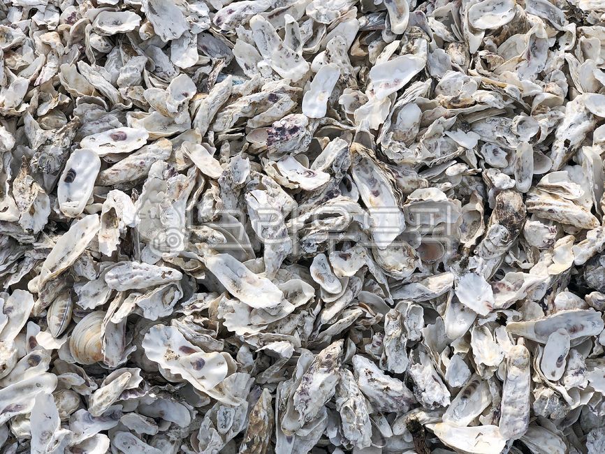 seafood,cave,oysters,sealife,shells,texture,skin,aquaticproducts,garbage,pollution,trash,beaches,Beach,environment,shellfish,theenvironment,kitchen midden,clam,marine life