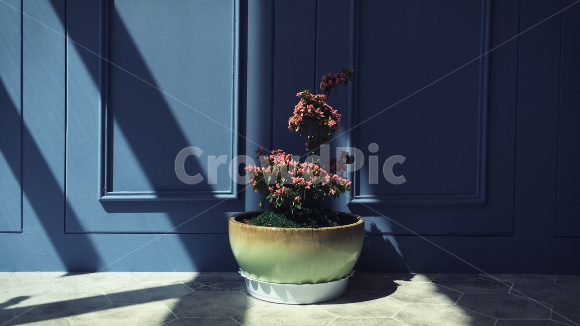 화분,식물,분위기,일상,풍경,실내용화초,화분,화초,house plant