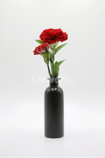 카네이션,carnation,꽃,어버이날,가족,family,flower,축하,기념일,사랑,스승의날,학교,교육,자연,식물,화분,이벤트,시즌,누끼,색상,색감,school,식물,자연,plants,nature,꽃,flower,가족,패밀리,family,기념일,축하,anniversary,congratulation,celebrate,celebration,교육,학교,공부,education,learning,study,school,누끼,remove background