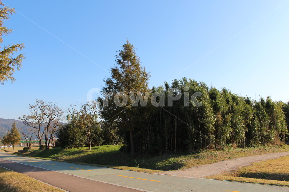 road,도로,tree,나무,plant,식물,asphalt,아스팔트,tarmac,식물,자연,plants,nature,나무,trees,wood