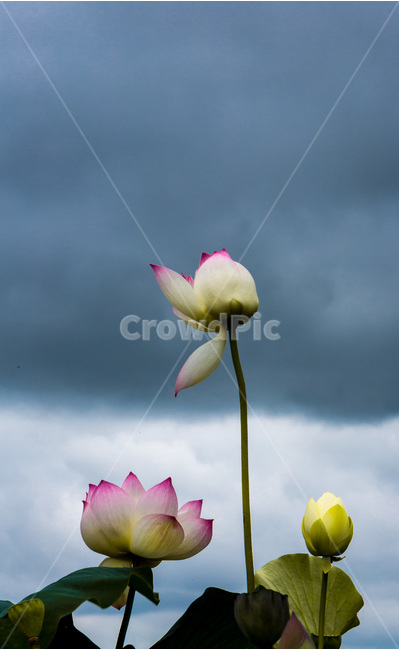 연꽃,연잎,청초,문양,무늬,자연,연꽃봉오리,식물,자연,plants,nature,꽃,flower