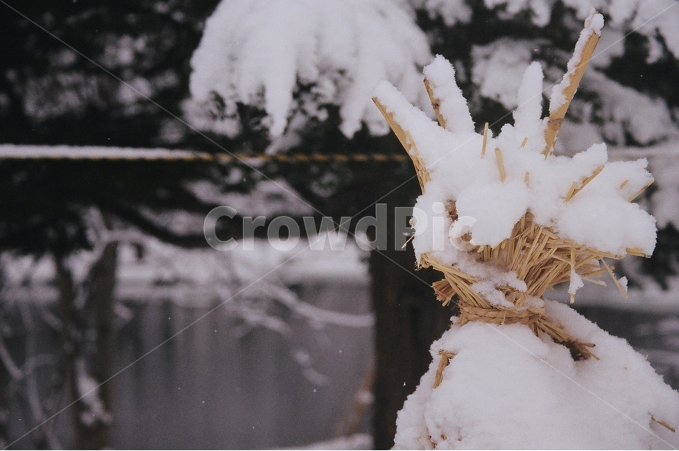 눈,겨울,필름카메라,풍경,자연,눈밭,볏짚,나무,공원,삿포로,겨울,계절,winter,season