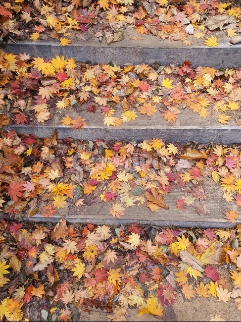 단풍,단풍길,배경화면,가을,낙엽,감성,가을,계절,fall,autumn,season,plant,식물,leaf,잎,tree,나무