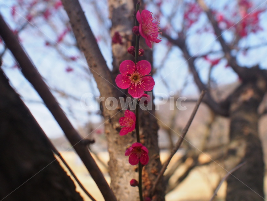 홍매화,매화,홍색,꽃,영롱,아름다움,따스한,봄,계절,spring,season,식물,자연,plants,nature,꽃,flower,plant,blossom