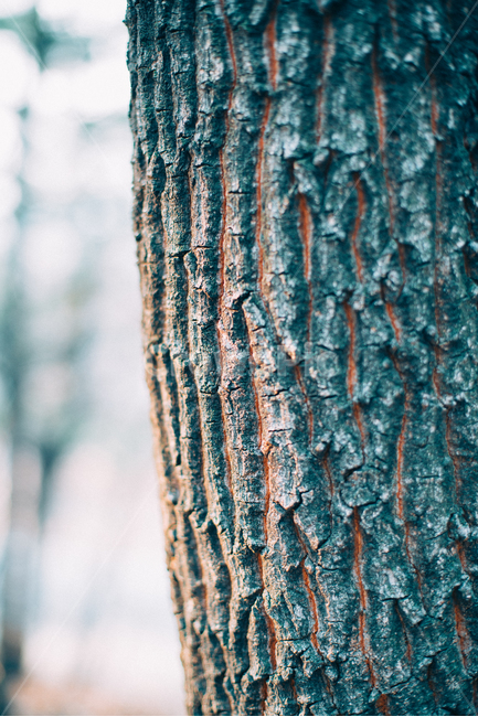 나무,나무껍질,plants,nature,flower,자연,landscape,식물,자연,plants,nature,나무,trees,wood