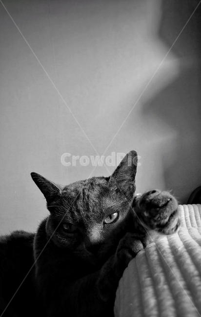 고양이,러시안블루,동물,cat,흑백,집사,눈싸움,시선,빛,햇빛,view,고요,정적,어두움,black,동물,animal,포유류,mammal,고양이,cat,kitten,kitty,흑백,모노톤,monochrome,black and white