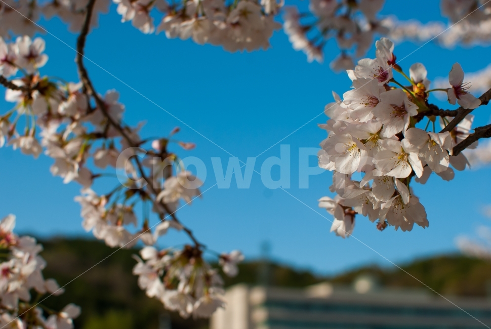 대전,봄,벛꽃,꽃,Nikon,풍경사진,감성사진,인물사진,스냅사진,일상,취미,촬영,소통,데일리,포토,photo,photographer,picture,pic,daily,dailyphoto,dailypic,촬영문의,출사문의,봄,계절,spring,season,식물,자연,plants,nature,꽃,flower,plant