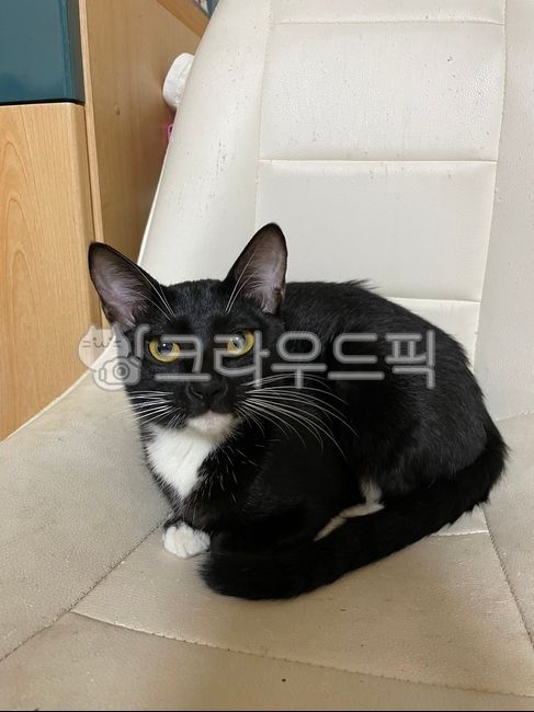 고양이,코리안캣,캣,cat,귀여운,검정고양이,cute,동물,animal,pet,애완동물