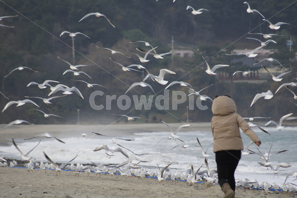 겨울,바다,파도,갈매기,비상,자유,날고싶다,동물,animal,조류,새,birds,사람,인물,인간,human,person