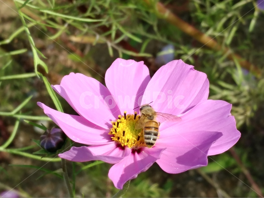 꽃,코스모스,벌,자연,가을,꽃잎,flower,plants,fall,nature,식물,bee