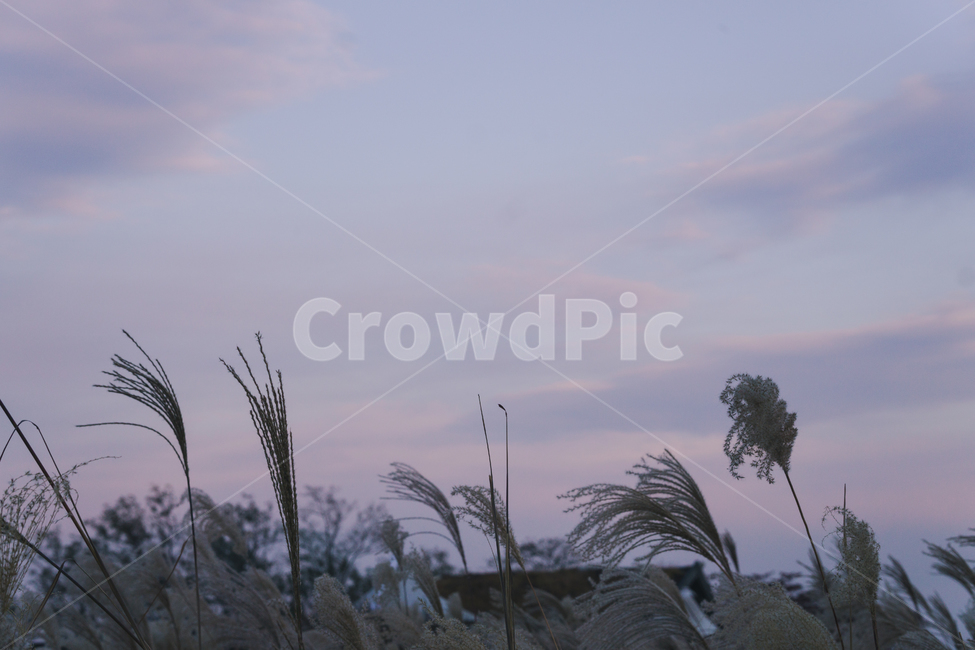 nature,자연,outdoors,옥외,갈대,풍경,plant,식물,reed