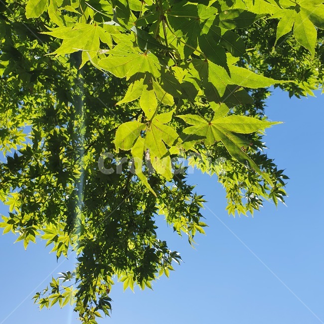 plant,식물,tree,나무,leaf,잎,여름,summer,green,초록색