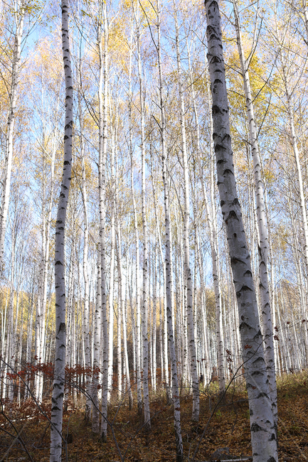 자작나무,숲,원대리,나무,tree,birch,forest,자연,풍경,nature,landscape,plant,식물