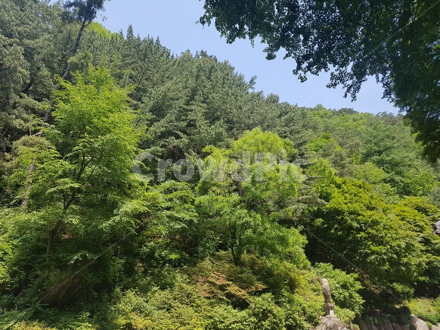 숲,나무,식물,초목,산
