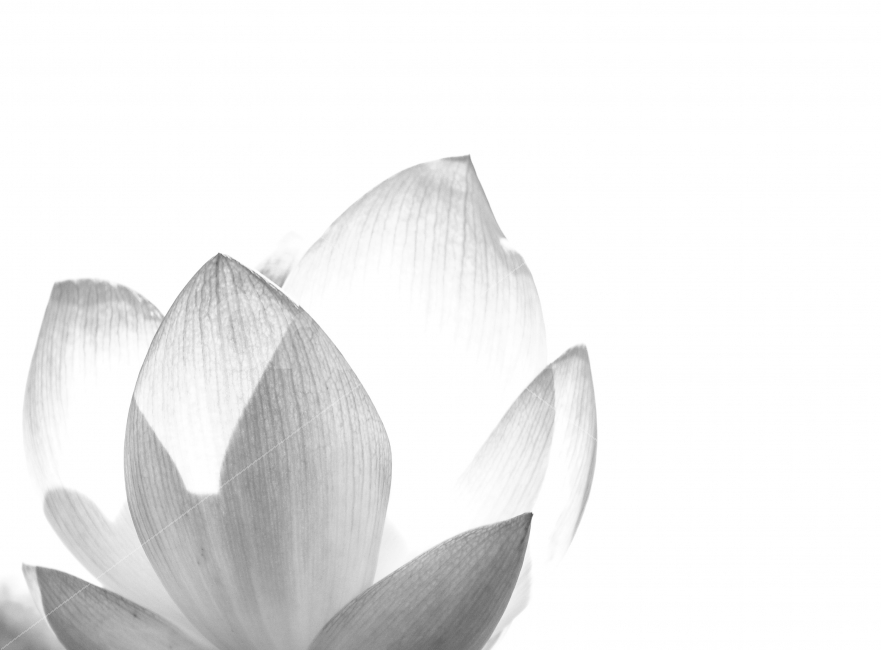 연꽃,수련,등불,흑백,스냅,꽃사진,감성사진,시선,식물,자연,plants,nature,흑백,모노톤,monochrome,black and white