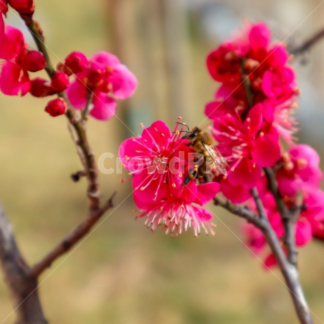 꽃,벌,봄,나무,자연,동물,곤충,소소함,활력,flower,bee,animal,tree,nature,active,bug,식물,자연,plants,nature,꽃,flower,동물,animal,곤충,벌레,insect,bug