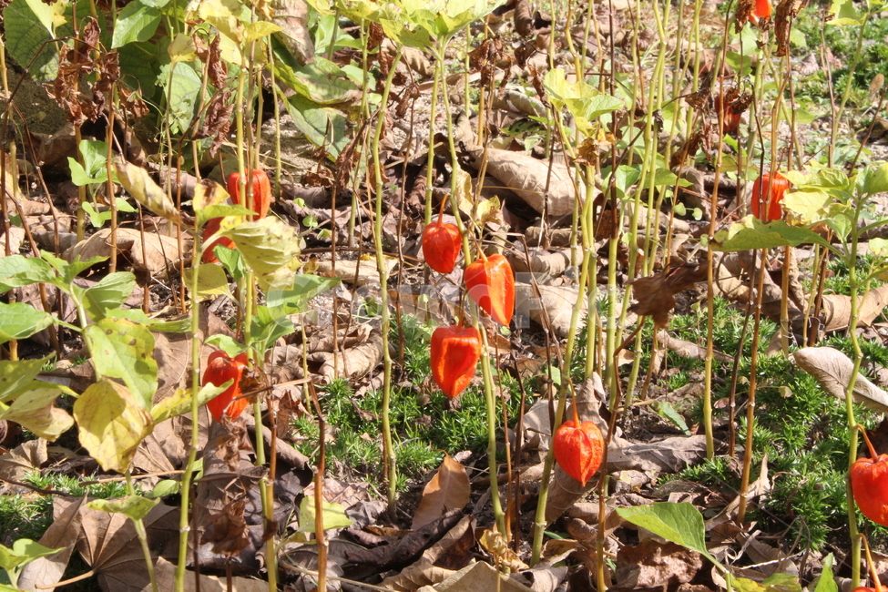 꽈리,식물,자연,등롱초,열매,Physalisalkekengi,식물,자연,plants,nature,꽃,flower