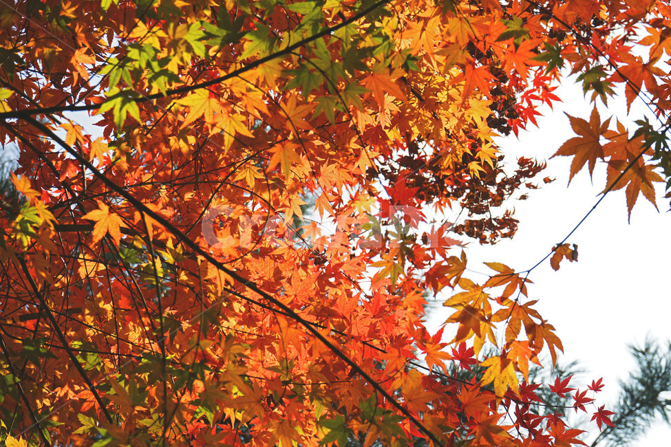 가을,단풍,메이풀,계절,자연,식물,나뭇잎,가을,계절,fall,autumn,season,leaf,잎,plant,tree,나무,maple