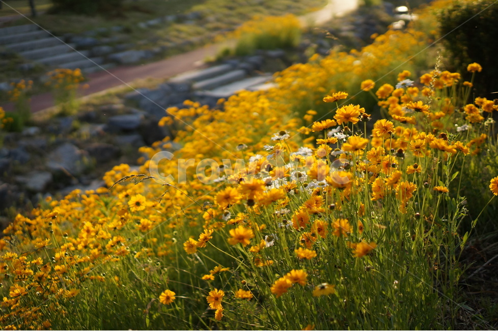 금계국,꽃,노랑,햇살,빛,오후,식물,자연,plants,nature,꽃,flower
