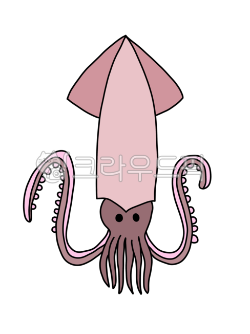 오징어,오징어일러스트,해양생물,해물,sealife,seafood