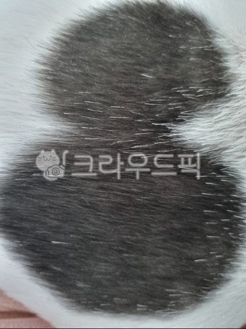 털,동물털,고양이털,짐승털,모피,백색,하얀색,fur,animalhair,hair,cathair,furs,whitecolor,흰색,순백색,purewhite,화이트,whiteness,검정색,블랙,blackness,blackcolor