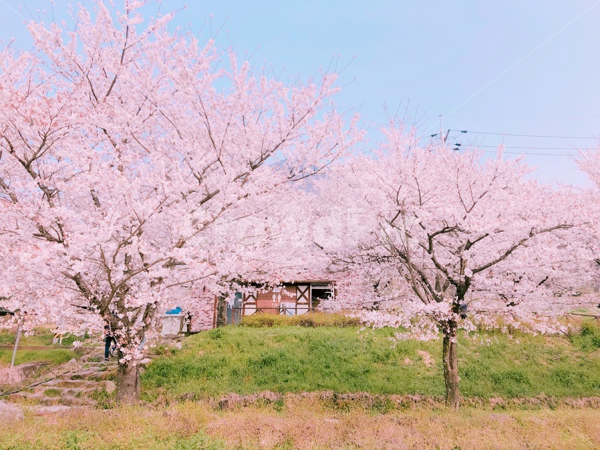 plant,식물,꽃,flower,blossom