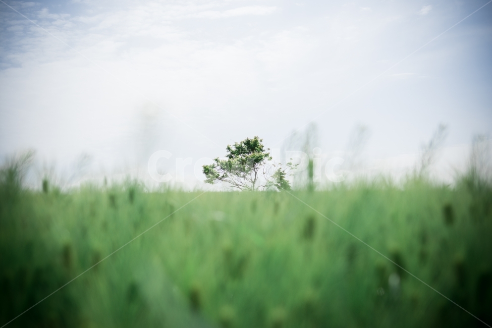 나무,청보리밭,초록,녹색,풀,홀로,왕따나무,혼자,나혼자,하늘,풀잎,tree,green,sky,자연,풍경,nature,landscape,식물,plants,나무,trees,wood,감성,sensible,feeling,plant,grass,잔디