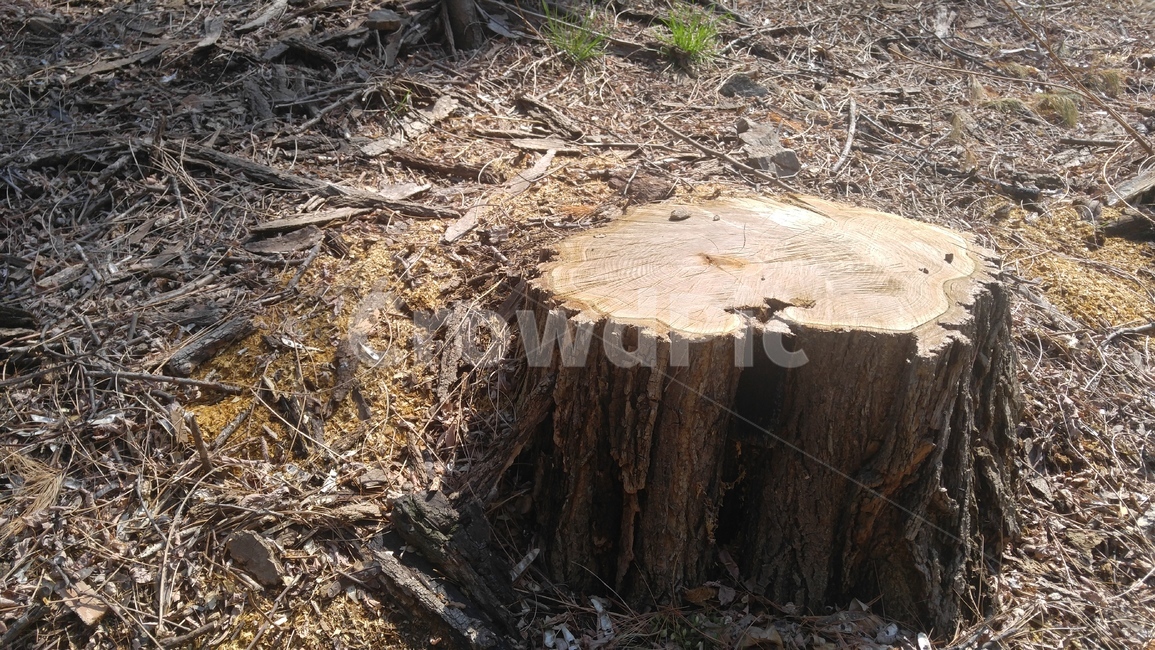 나무,밑둥,나이테,원목,나무의자,tree,쉼터,벤치,의자