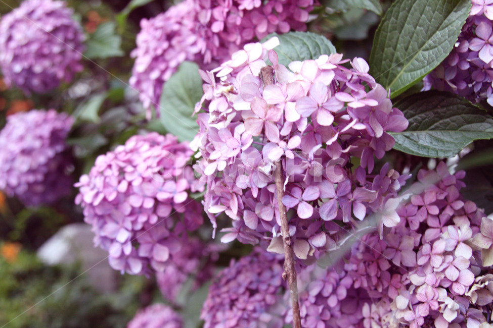 plant,식물,blossom,꽃,flower,식물,자연,plants,nature,꽃,flower