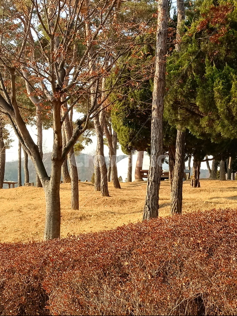 나무,식물,tree,plant,소나무,적송,잎,줄기,식물,자연,plants,nature,나무,trees,wood