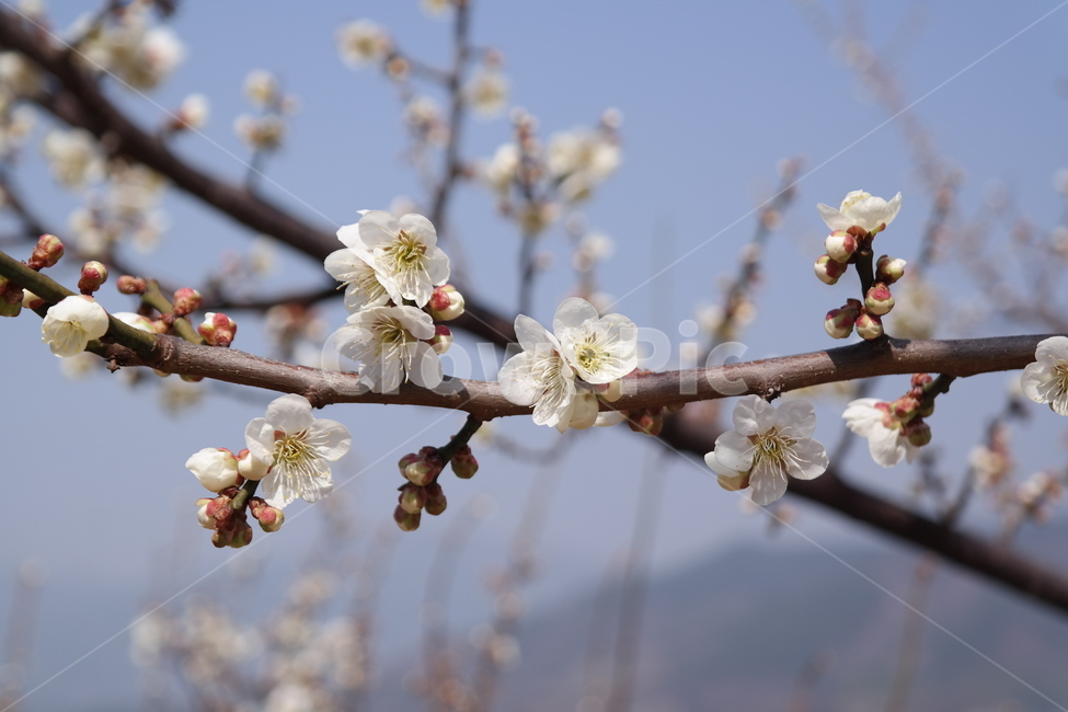 꽃,매화,flower,봄,spring,봄꽃,매화꽃,매실,prunusmume,나무,가지,식물,korea,자연,season,plants,nature,경치,scenery,야외