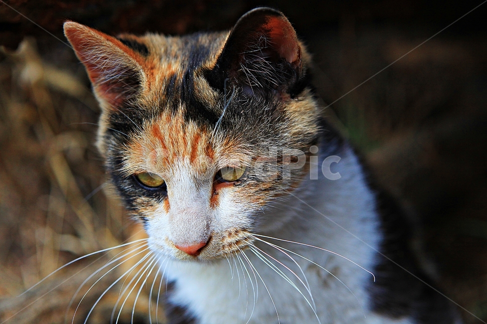 고양이,반려동물,동물,배경,자연,번식,동물,animal,포유류,mammal,고양이,cat,kitten,kitty
