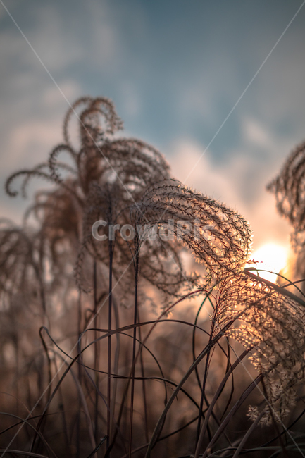 하늘공원,억새풀,갈대,가을,노을,가을,계절,fall,autumn,season