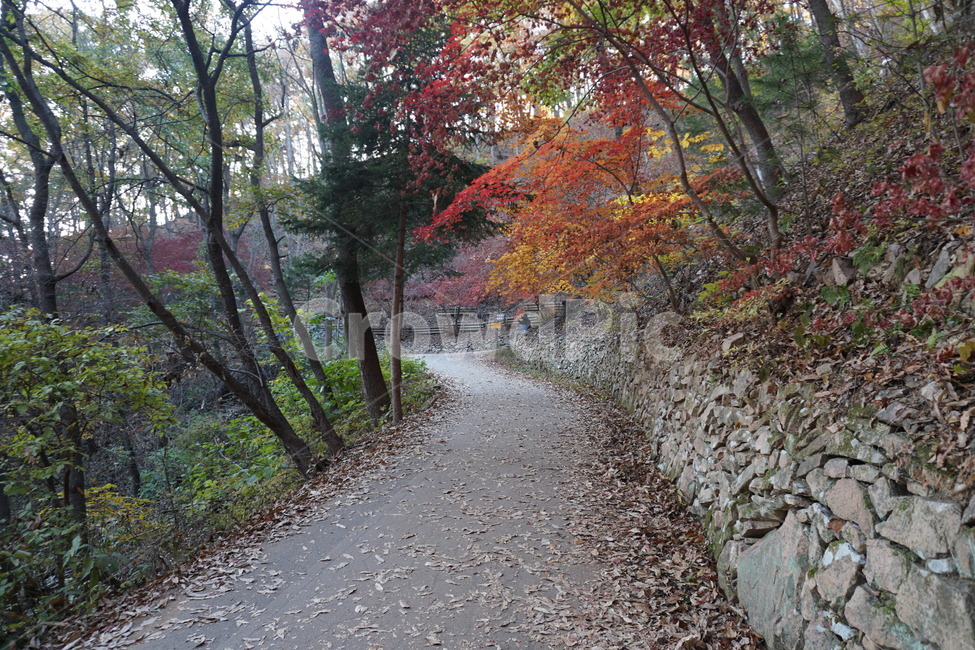 road,도로,gravel,자갈,dirtroad,흙길,tree,나무,plant,식물,자연,풍경,nature,landscape,식물,plants,나무,trees,wood