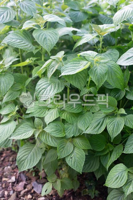깻잎, 잎, 야채, 들깨, 깨, 사진,이미지,일러스트,캘리그라피 - natsu u작가