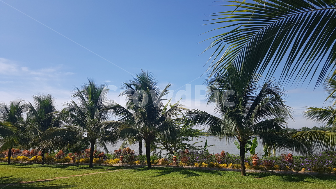 리조트,휴양,휴양지,동남아,여유,휴식,resort,경치,야자수,강변,자연,풍경,nature,landscape,해외,외국,세계,foreign,oversea,world,세계자연풍경,해외자연풍경,외국자연풍경,world nature landscape,summer,여름,plant,식물,grass,잔디