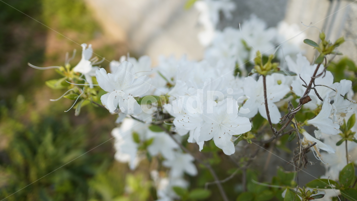 자연,꽃,정원,화분,햇살,식물,자연,plants,nature,꽃,flower