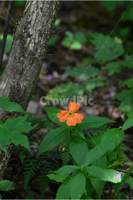 동자꽃,야생화,식물,자연,꽃,생태,힐링,플라워,wildflower,flower,plants,nature,season,감성,느낌,emotion,feeling,여름,오렌지색,여러해살이풀,석죽과,동자꽃속,식물,자연,plants,nature,꽃,flower