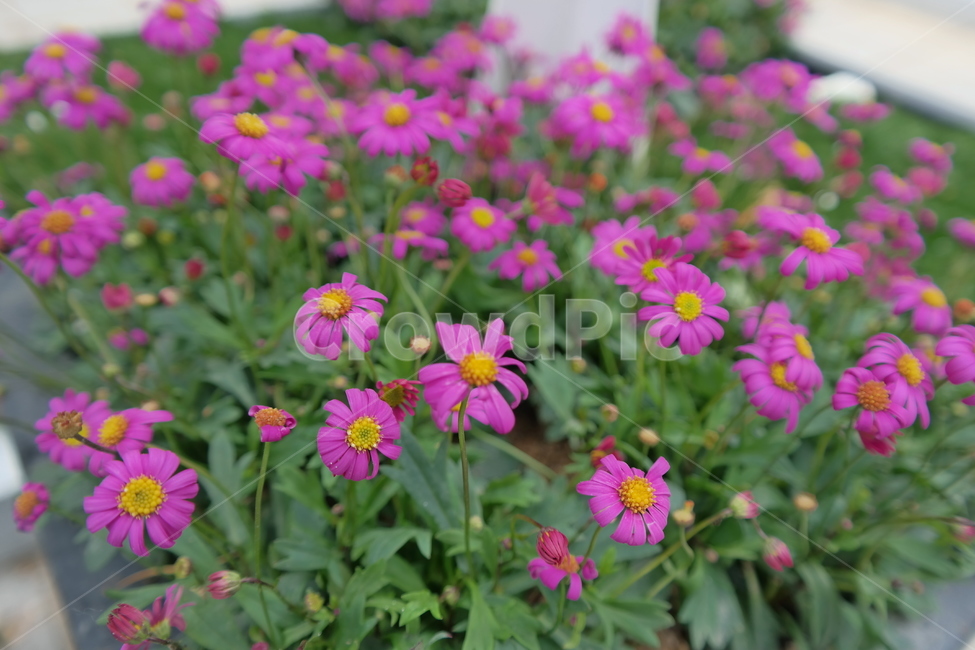 꽃,꽃박람회,노란꽃,난꽃,들꽃,분홍꽃,식물,자연,plants,nature,꽃,flower