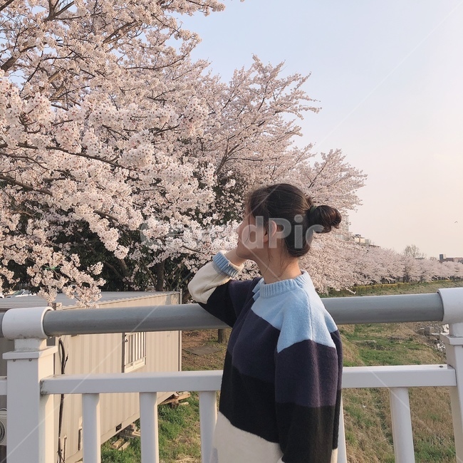 벚꽃,꽃,나무,봄,옆모습,사람,인물,인간,human,person,여성,여자,woman,female,lady