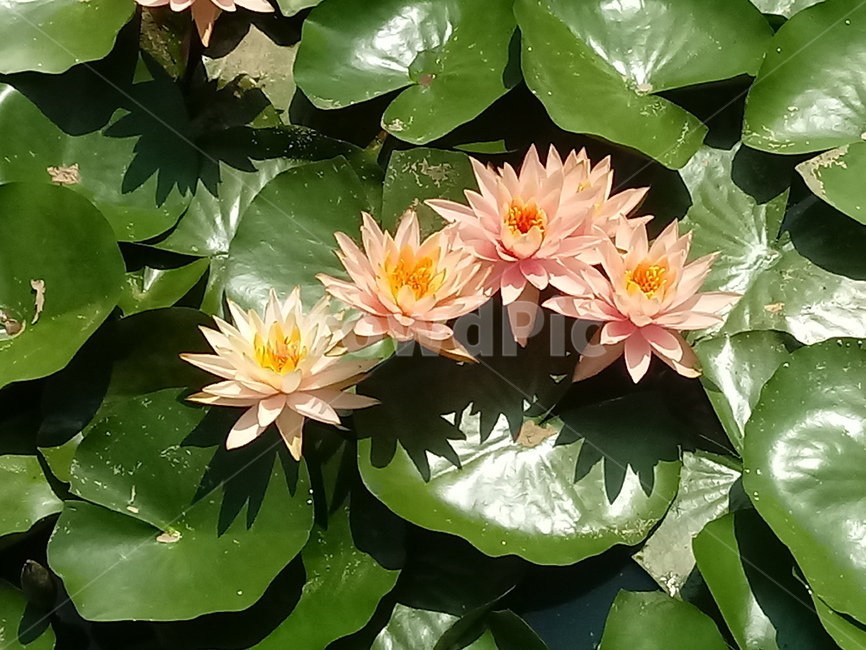 수련,다년생초본식물,수생식물,이판화,쌍자엽식물,자우련,waterlily
