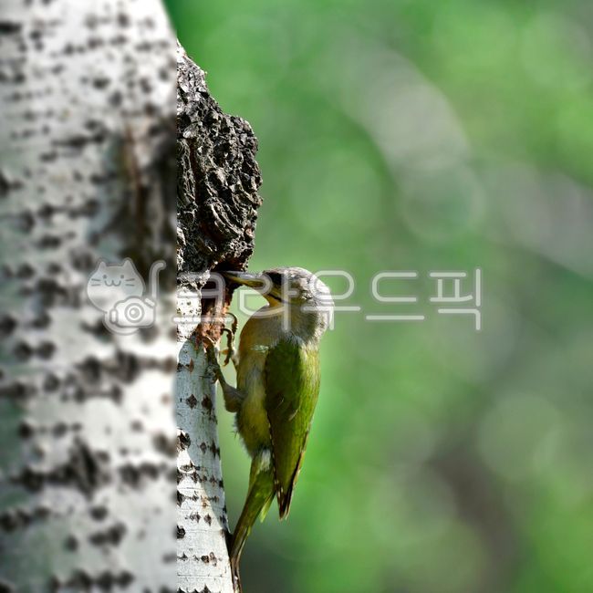 조류,동물,새,청색딱따구리,딱다구리