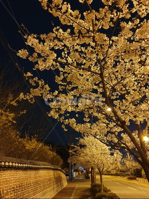 봄,벗꽃,벗꽃엔딩,꽃놀이,꽃