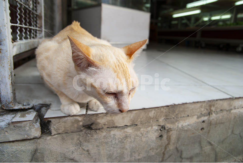 길고양이,태국,방콕길고양이,단모종,cat,애완동물,pet,아비시니안