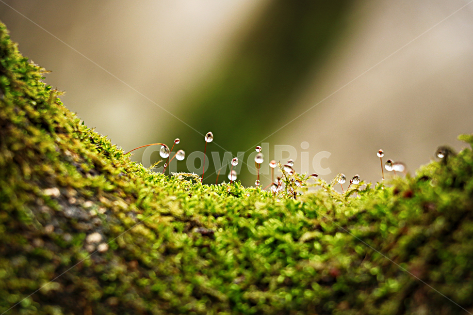 나무,이끼,이슬,자연,tree