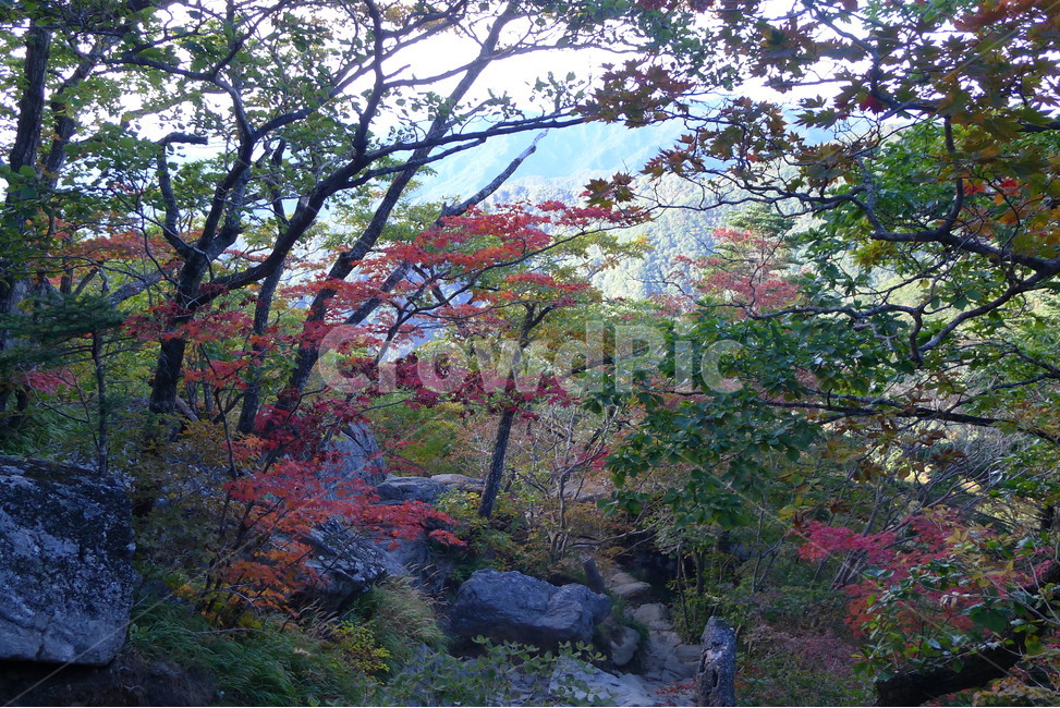 지리산,법계사,단풍,가을,중산리단풍,가을,계절,fall,autumn,season,자연,풍경,nature,landscape,한국자연풍경,한국자연경관,korea nature landscape,plant,식물
